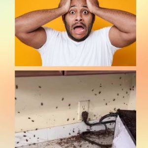 DIY FOR KITCHEN COCKROACHES - E BOOK